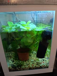 live plants fish tank very nice looking