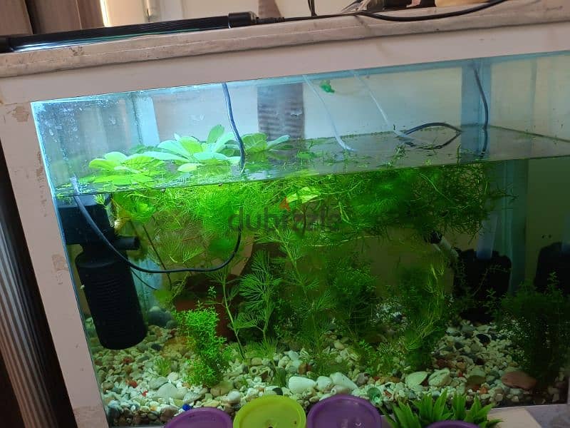 live plants fish tank very nice looking 1