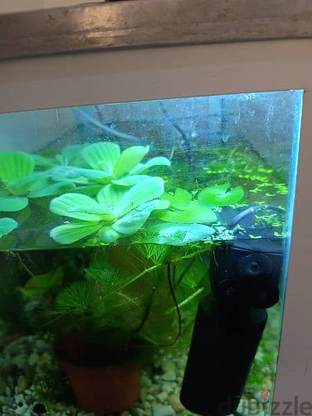 live plants fish tank very nice looking 2