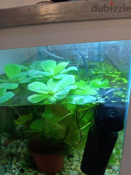 live plants fish tank very nice looking 3