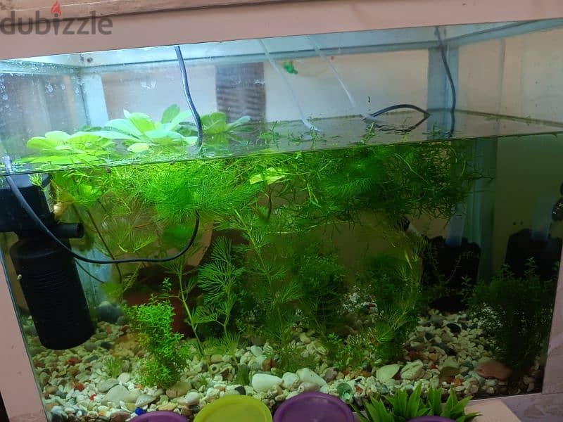 live plants fish tank very nice looking 4