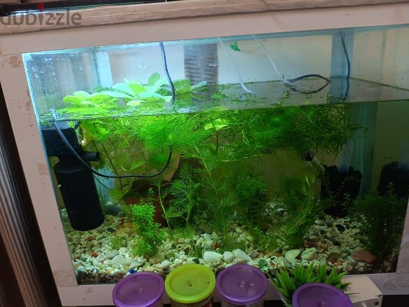 live plants fish tank very nice looking 5