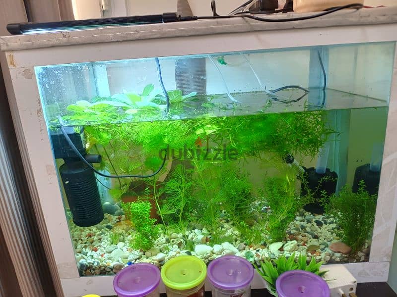 live plants fish tank very nice looking 6