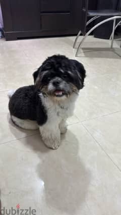 1 year old Shih  Tzu Male dog for sale with cages