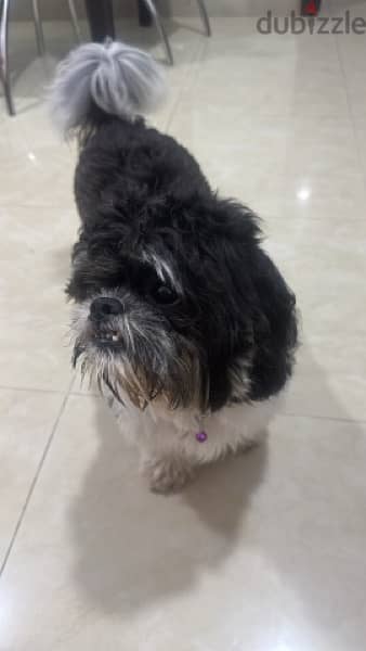 1 year old Shih  Tzu Male dog for sale . 2