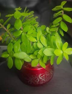 lucky jade plant