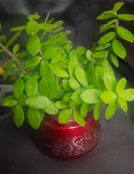 lucky jade plant 0