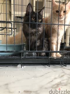 mix breed mainecoon for sale