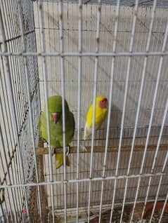 parrots