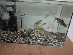 Fishes with their Aquarium, Decor, Oxygen tano