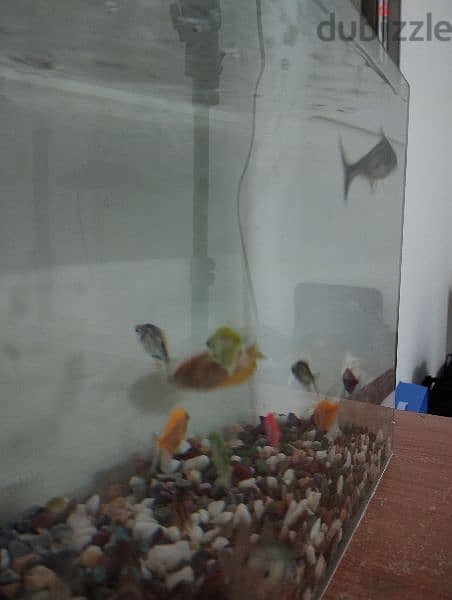 Fishes with their Aquarium, Decor, Oxygen tano 1