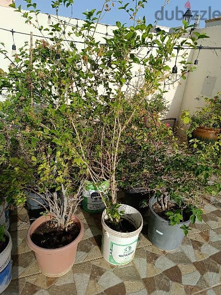 Bougainville  plants available in different colours 0