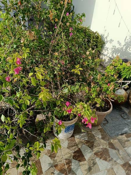 Bougainville  plants available in different colours 1