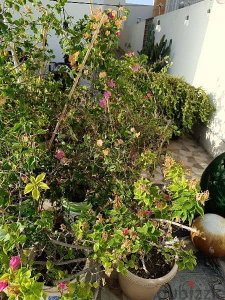 Bougainville  plants available in different colours 3