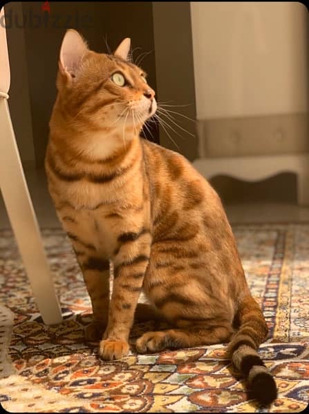 Bengal Cats 0