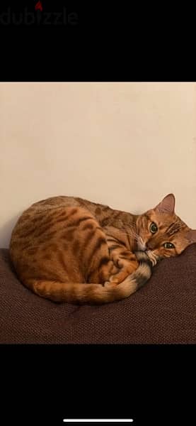 Bengal Cats 1