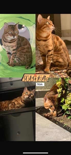 Bengal Cats 2