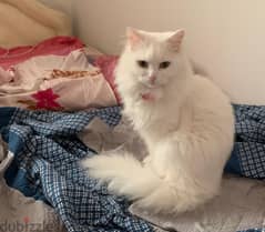 FEMALE PERSIAN CAT -DONA + ACESSORIES (URGENT SALE) 0