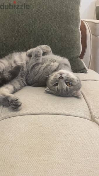 Scottish fold pure 0