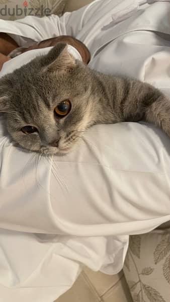 Scottish fold pure 1