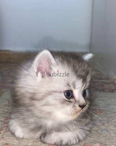 قط شيرازي للبيع kitten Persian for sale