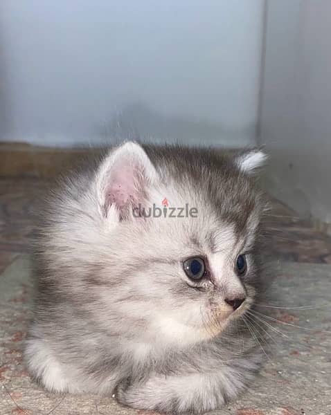 قط شيرازي للبيع kitten Persian for sale 0