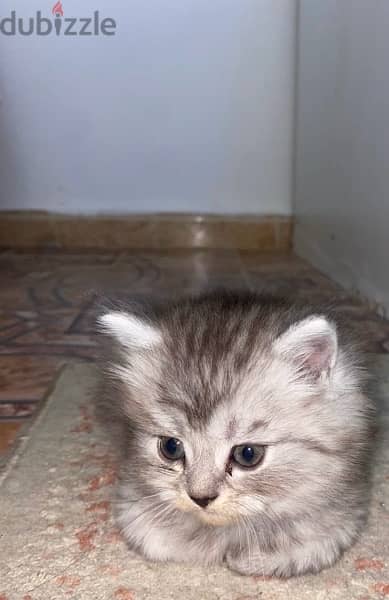 قط شيرازي للبيع kitten Persian for sale 1