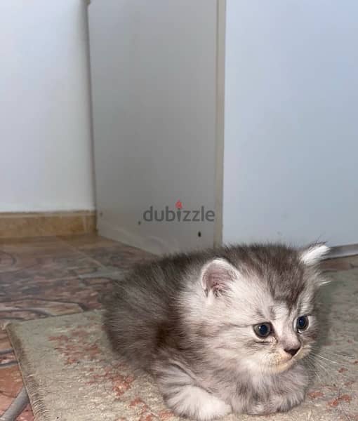 قط شيرازي للبيع kitten Persian for sale 2