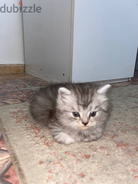 قط شيرازي للبيع kitten Persian for sale 3