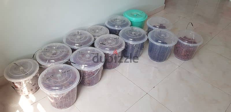 يتوفر تمور خلاص وفرض dates for sale 1