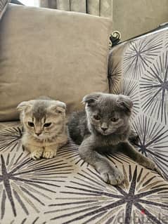 Kittens Scottish fold with accessories