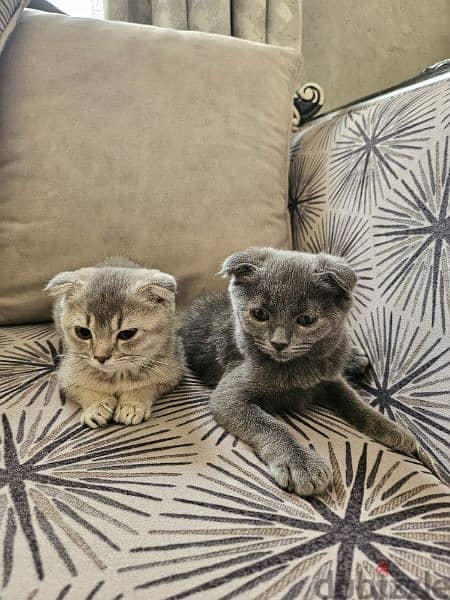 Kittens Scottish fold with accessories 0