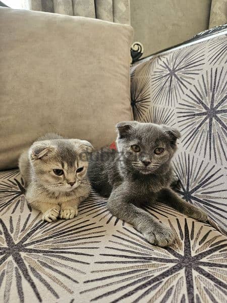 Kittens Scottish fold with accessories 1