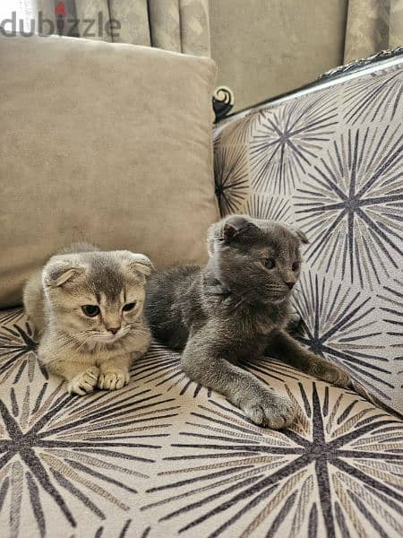 Kittens Scottish fold with accessories 2