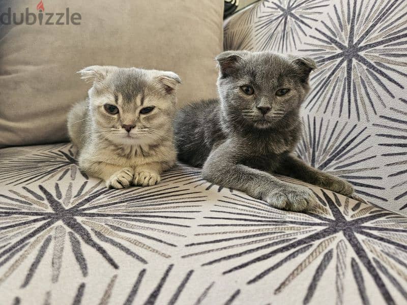 Kittens Scottish fold with accessories 3