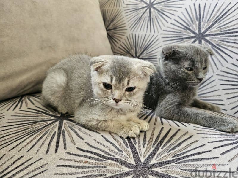 Kittens Scottish fold with accessories 4