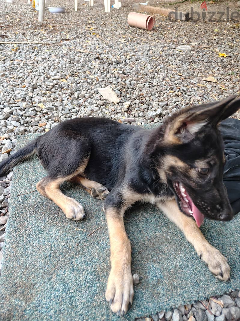 3 month old German shepherd for sale 2