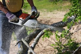 Plants and Tree-cutting Shaping Gardening Maintenance work