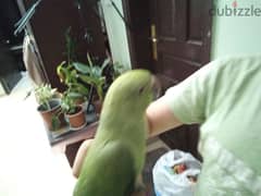 hand sitting parrot