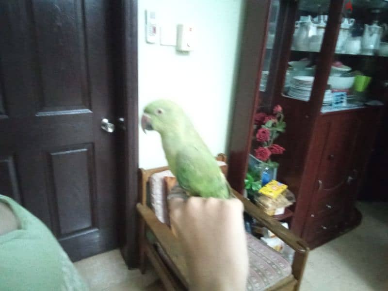 hand sitting parrot 2