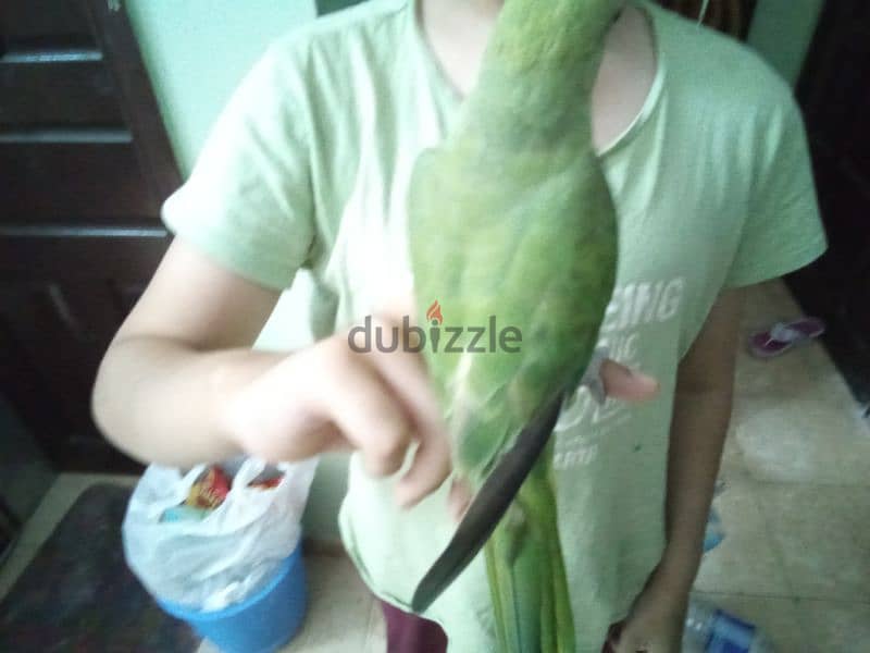 hand sitting parrot 4