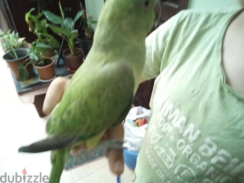 hand sitting parrot 5