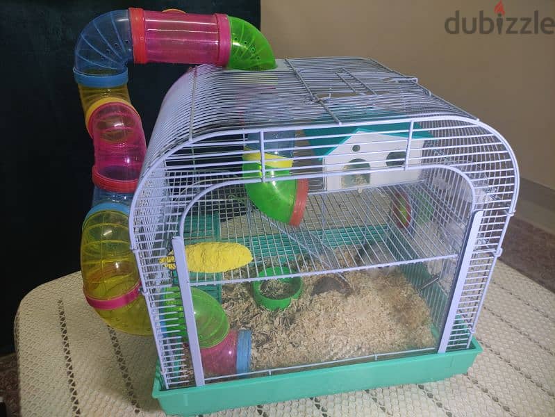 hamster 1