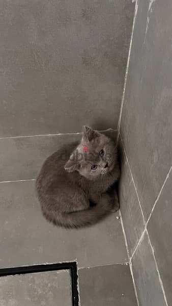 cat for sale للبيع 2