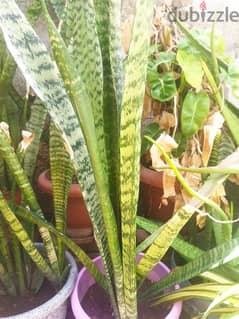 Snake plant 0