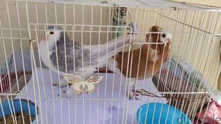 male and female bird for sale with cage 0