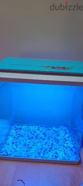 Small Aquarium For Sale 1