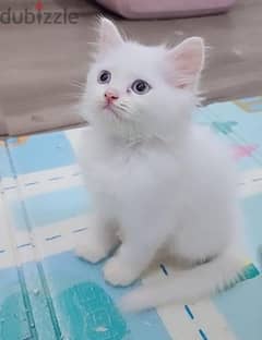 Cat for Sale female -White Color