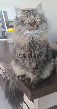 High quality Persian cat