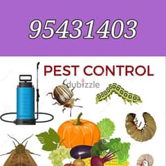 Pest control services and house cleaning